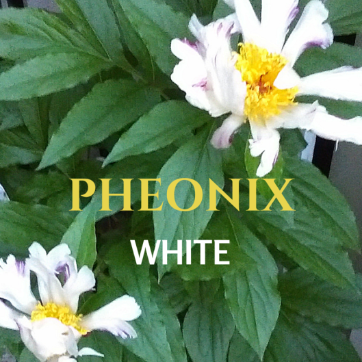 pheonix white